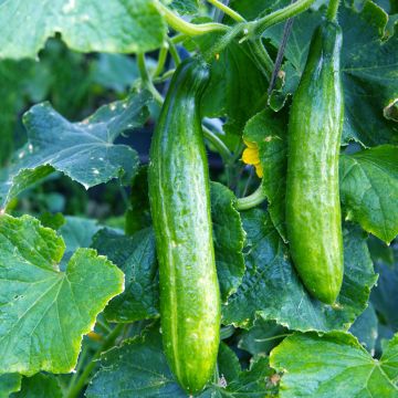 Kurkku Burpless Tasty Green