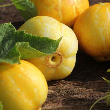 Sitruunakurkku Lemon