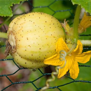 Sitruunakurkku Lemon - Ferme de Sainte Marthe