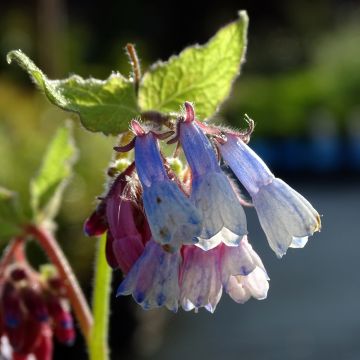 Raunioyrtti Sky Blue Pink