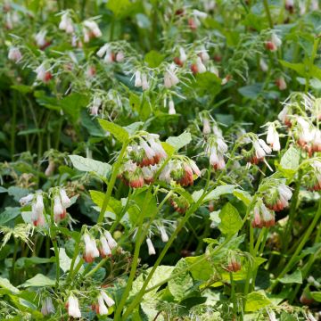 Raunioyrtti - Symphytum grandiflorum