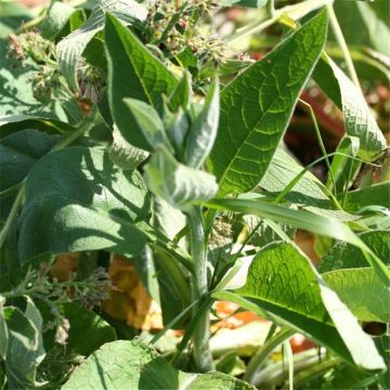 Rohtoraunioyrtti - Ferme de Sainte Marthe - Symphytum officinale