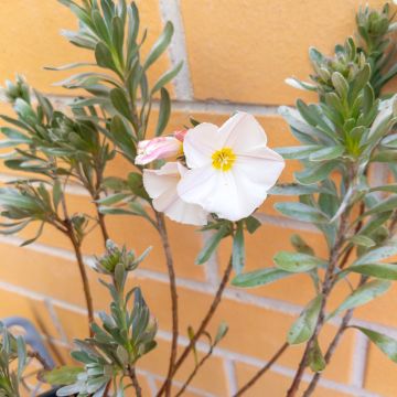 Silkkikierto - Convolvulus cneorum
