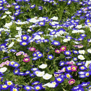 Kirjokierto (siemenet) - Convolvulus tricolor