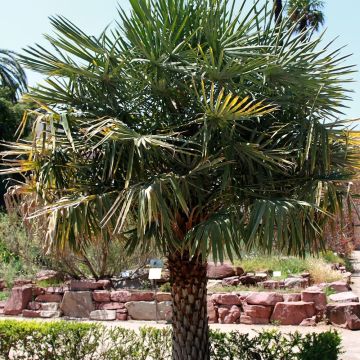 Karnaubapalmu - Copernicia alba
