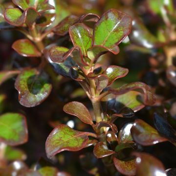 Koprosma Chocolate Soldier