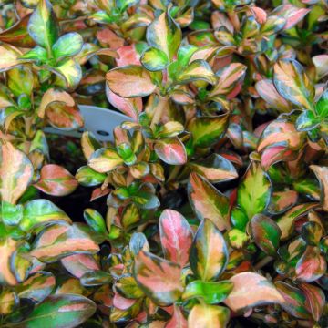 Koprosma Evening Glow