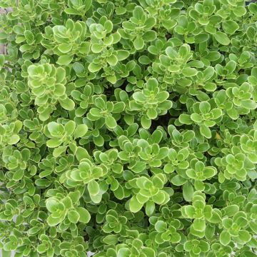 Koprosma Mini Mac