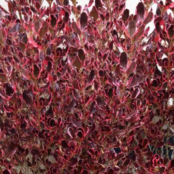 Koprosma Pacific Dawn