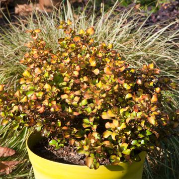 Koprosma Pina colada
