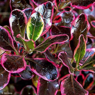 Koprosma Eclipse