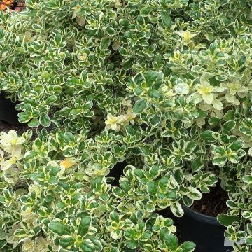 Koprosma Marble Queen