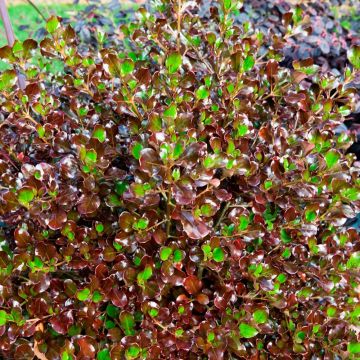 Koprosma Pacific Night