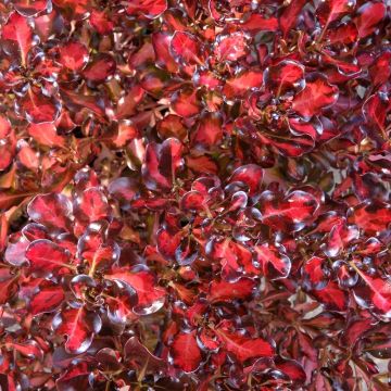 Koprosma Pacific Sunset