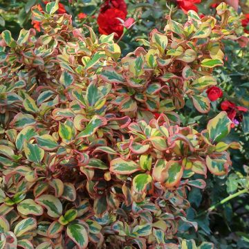 Koprosma Pink Splendor