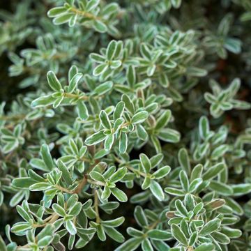Koprosma variegata