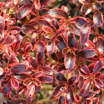Koprosma Fire Burst