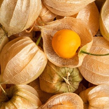 Karviaiskoiso luomu - Ferme de Sainte Marthe - Physalis edulis