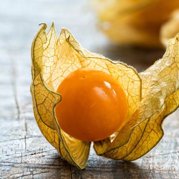 Karviaiskoiso - Vilmorin - Physalis edulis