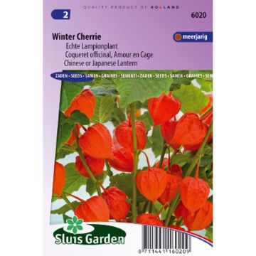 Lyhtykoiso Winter Cherry (siemenet)