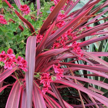 Liljapuut Electric Pink