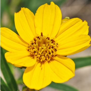 Kaunosilmä - Coreopsis palmata