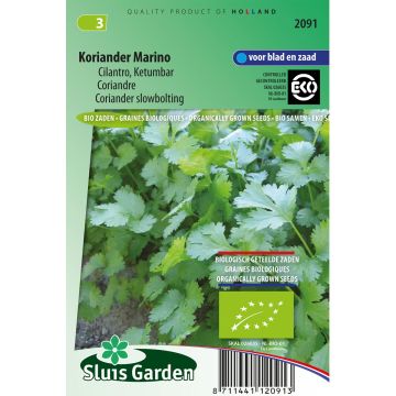 Korianteri Marino luomu - Coriandrum sativum