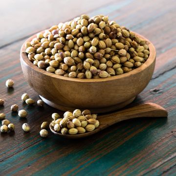 Korianteri hienosiemeninen, hitaasti nouseva - Coriandrum sativum
