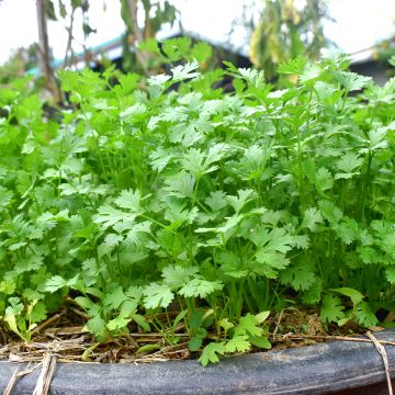 Korianteri taimena - Coriandrum sativum