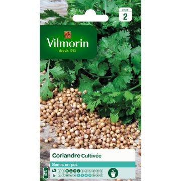 Korianteri - Vilmorin - Coriandrum sativum