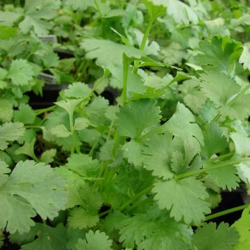 Korianteri luomu taimena - Coriandrum sativum