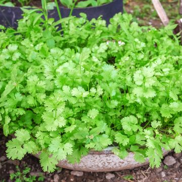 Korianteri - Coriandrum sativum