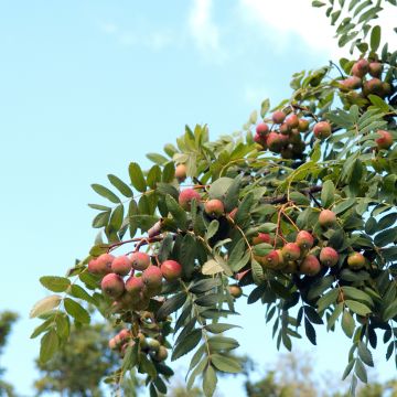 Välimerenpihlaja - Sorbus domestica