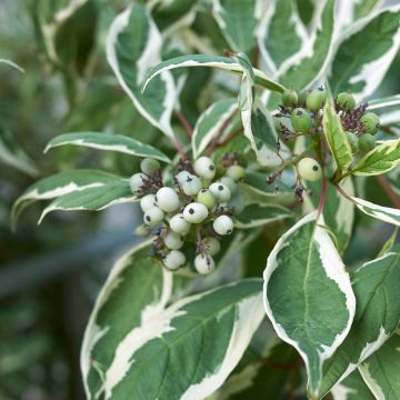 Pensaskanukka Elegantissima