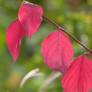 Pensaskanukka Sibirica
