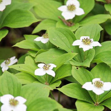 Kanadanruohokanukka - Cornus canadensis