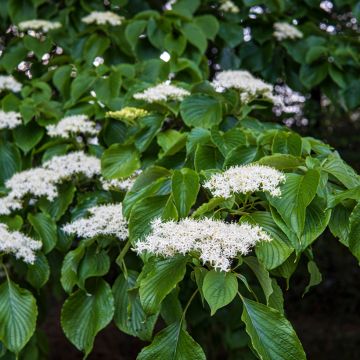 Idänpagodikanukka - Cornus controversa