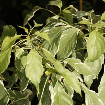 Idänpagodikanukka Marginata Nord