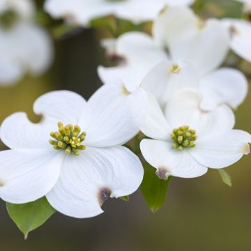 Lännenkukkakanukka - Cornus florida