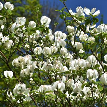Lännenkukkakanukka - Cornus florida subsp. urbiniana