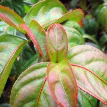 Liljakanukka Blooming Pink Tetra