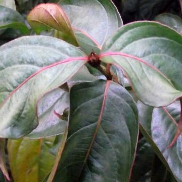 Liljakanukka Blooming White Tetra