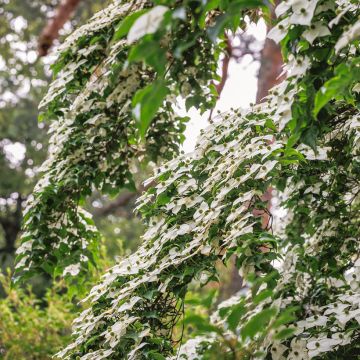 Liljakanukka - Cornus kousa