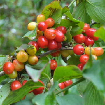 Punamarjakanukka Koralowyj Marka