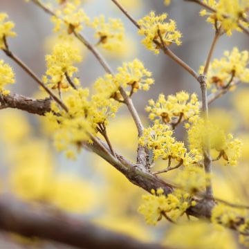 Japaninpunamarjakanukka - Cornus officinalis
