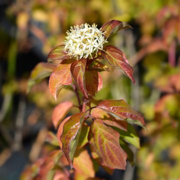 Mustamarjakanukka Winter Beauty