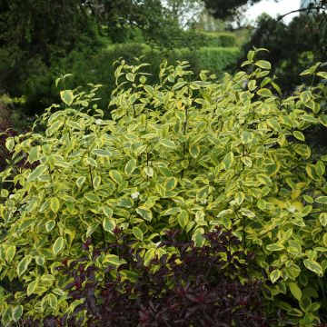 Lännenkanukka Hedgerow's Gold