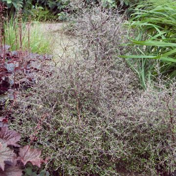 Corokia cotoneaster