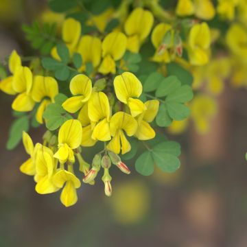 Pensashevonpalko - Hippocrepis emerus