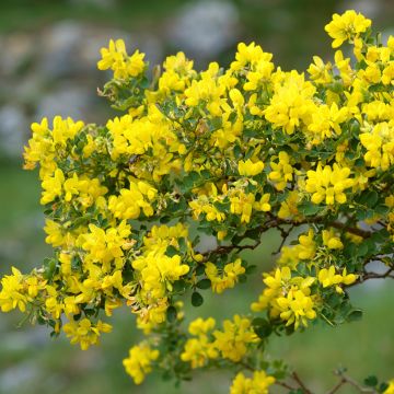 Nivelvirna - Coronilla valentina subsp. glauca
